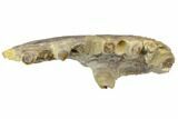 Fossil Fish (Ichthyodectes?) Jaw Section - Kansas #144149-4